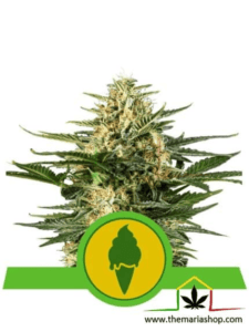 Green Gelato Auto - Royal Queen Seeds / semillas autoflorecientes con más THC